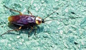 Una cucaracha roja
o americana camina
sobre el asfalto de
una calle de Murcia.