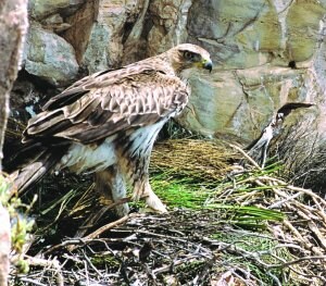 Águila-azor perdicera, en la Región de Murcia.