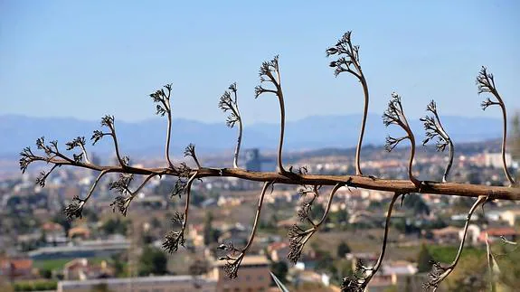 Una flor de palera, en primer plano, con el valle de Murcia al fondo.