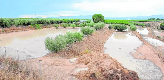 Campos anegados en Cieza, el municipio más afectado por las lluvias de ayer, que se sintieron con virulencia en los parajes de Carrichosa, Acho, Quinto y Cañadas.