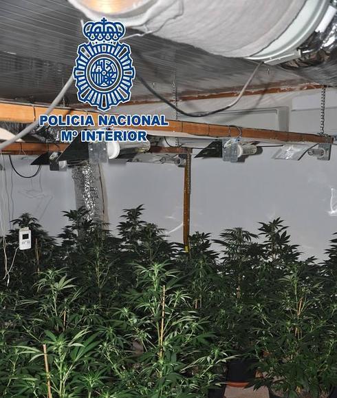 Plantación de marihuana encontrada en Sangonera la Seca.