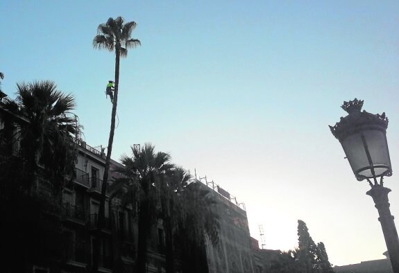 Poda de la palmera washingtonia más alta de La Glorieta, esta semana. :: M. S.
