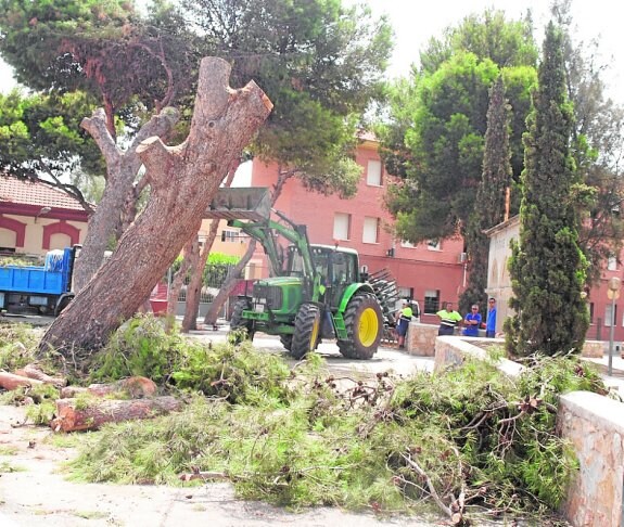 Operarios municipales cortan algunos árboles. 