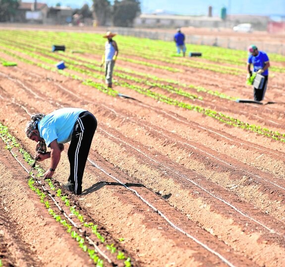 Un grupo de jornaleros siembra lechugas en una plantación ubicada en la diputación de Pozo Estrecho. :: antonio gil / agm
