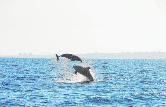 Dos delfines mulares saltan fuera del agua cerca de la costa de Torrevieja.