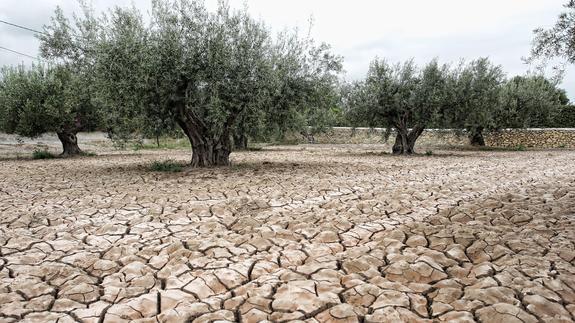 Un olivar con la tierra cuarteada por la sequía extrema que afecta al sureste español.