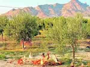 Gallinas murcianas se alimentan bajo los olivos de la finca El Lazareto, en Abanilla.