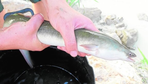 Una de las anguilas rescatadas en Puebla de Soto y liberadas en el río Segura. :: j. sánchez
