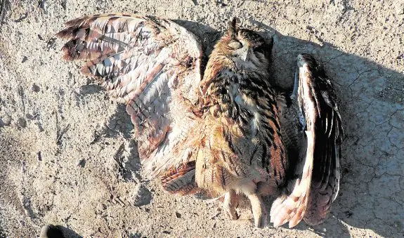 El cadáver del búho real hallado en la Sierra del Oro. :: j.a. moreno
