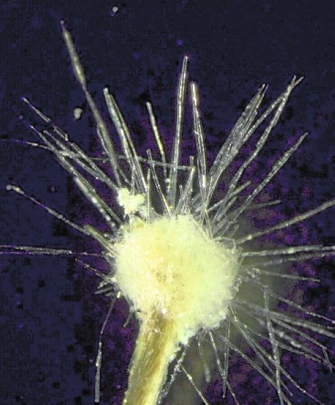 Detalle de la cabeza del protozoo gigante hallado en el Seco de Palos ('Spiculosiphon oceana').