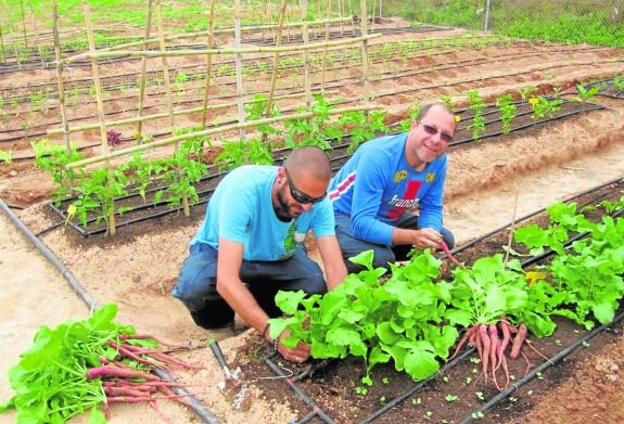 Fran Gómez y Benito Rodríguez recogen rábanos de una de las parcelas, en el paraje Los Cortijos de La Aparecida.
