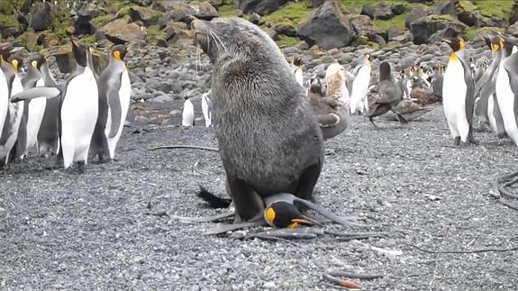 Documentan a lobos marinos forzando sexualmente a pingüinos | La Verdad