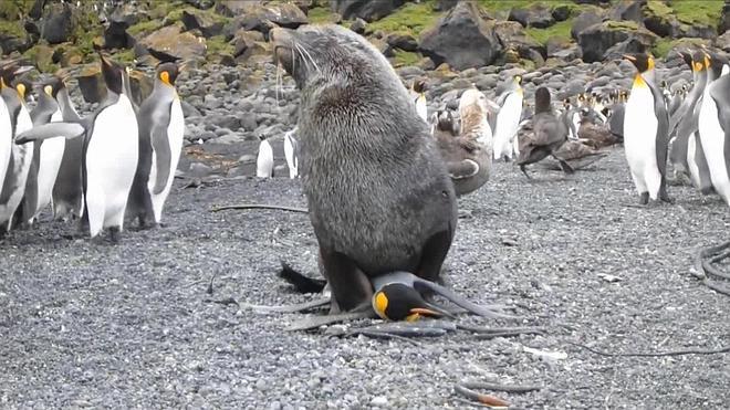 Documentan A Lobos Marinos Forzando Sexualmente A Pingüinos La Verdad 4433