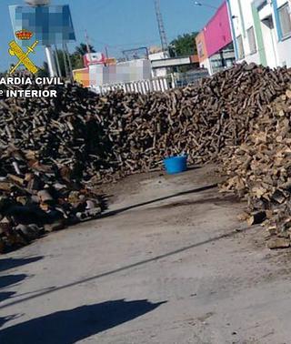 Organo Omitido Teseo Imputado por la tala ilegal de 260 olivos centenarios en Cieza | La Verdad