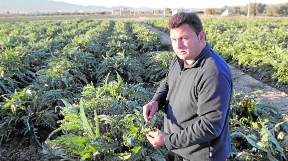 Domingo Guillén muestra los daños producidos por las heladas en las alcachofas que tiene plantadas en Los Álamos de Lorca. 