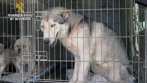 Uno de los perros incautados en la operación. 