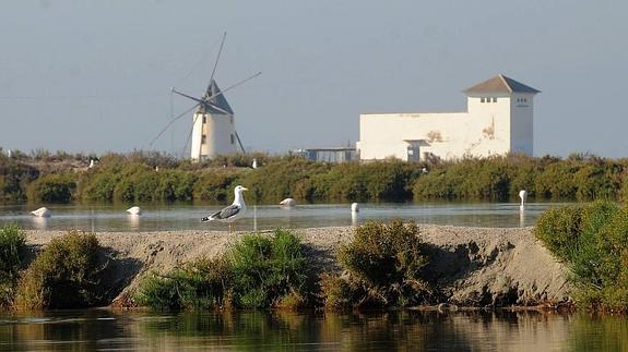 Balsas salineras y molino del Parque Regional de las Salinas y Arenales de San Pedro, vistas desde la playa de la Llana.
