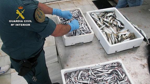 Un agente examina una caja de pescado. 