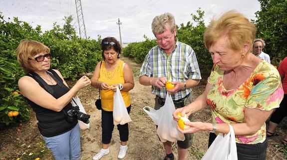 Coger naranjas en un huerto y comérselas allí mismo es la actividad con la que más disfrutan.