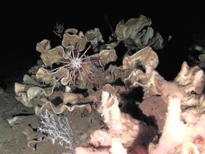 Campo de esponjas 'roca' ('Leiodermatium pfeifferae'), en el Golfo de Valencia.