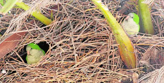 Dos cotorras argentinas en el nido instalado en una palmera, en una plaza de Cartagena.