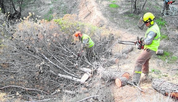 Dos trabajadores talan un pino afectado. 