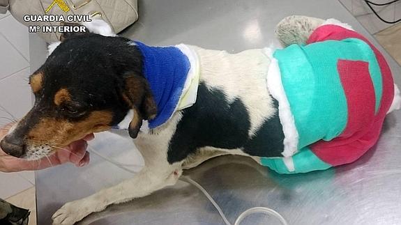 El can siendo atendido en un centro veterinario tras la agresión. 