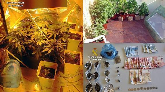 Dinero, drogas y plantas de marihuana incautados durante la operación. 