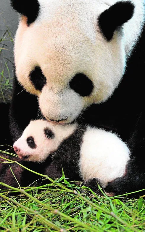 Imagen de 2013 de la panda con su primera cría. 