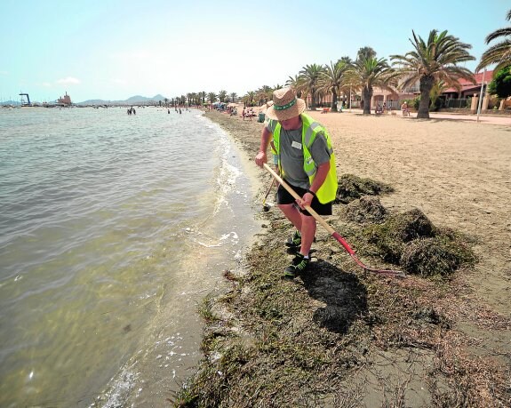 Un operario de la Demarcación de Costas limpia de algas la playa de Los Urrutias. 