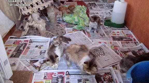 Gatos en el interior del criadero ilegal. 