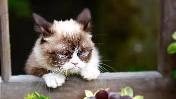 La felina más famosa de las redes sociales, Grumpy Cat. 