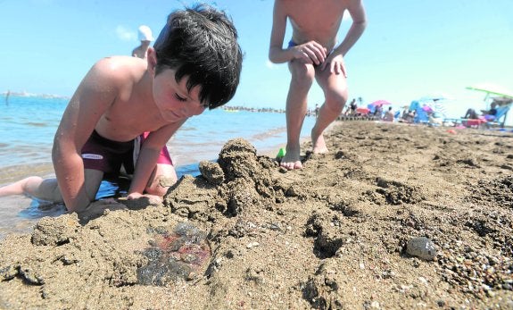 Las babosas regresan a lo grande al Mar Menor