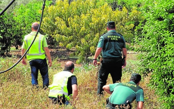 Agentes de la Benemérita, durante una de las batidas realizadas en una zona de huerta. 