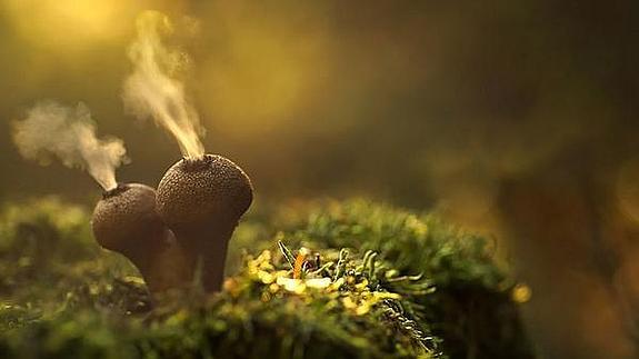 «Quien come setas, se pone burro», el criticado anuncio de un prostíbulo