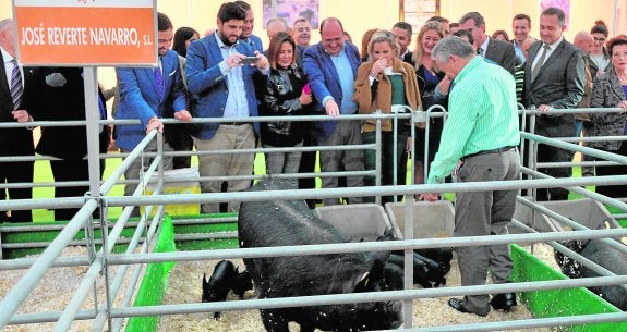 Un ganadero muestra lechones de chato murciano a las autoridades durante la inauguración. 