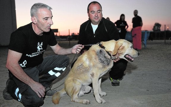 José Cassau y Fran Velasco acarician a 'Zarpas', que fue apuñalado en el asalto a su centro de entrenamiento.