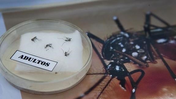 Ejemplares de mosquito tigre que transmiten el virus. 