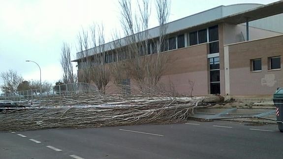 Uno de los árboles caídos en el instituto Mar Menor de San Javier. 