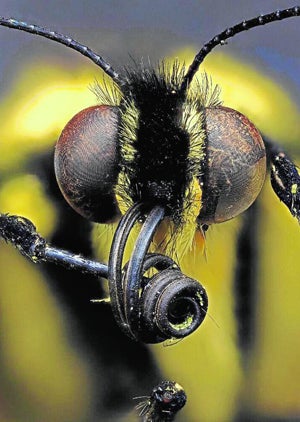 Los 'Oscar' de la fotografía científica se deciden hoy