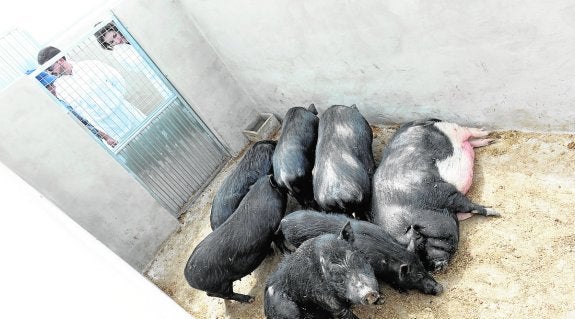 Dos técnicos observan a un grupo de cerdos estabulados en Corvera. 
