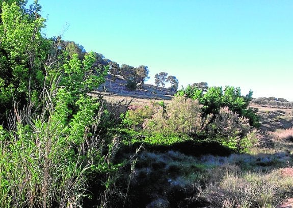 Fuente del Pino (Jumilla), donde el muestreo dio un resultado negativo; solo contestó una rana común. 