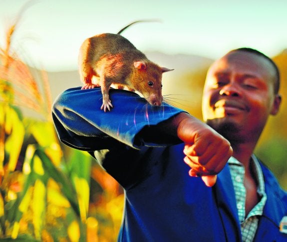 Abu Chinarine se dedica a desactivar minas antipersonas ayudado de ratas gigantes africanas como la de la imagen.