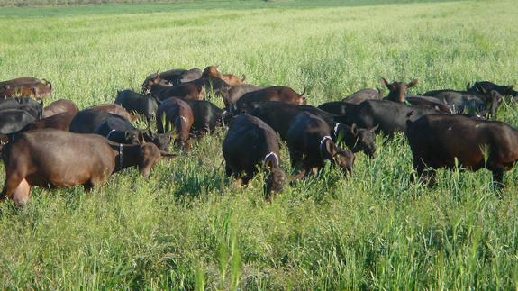 Un rebaño de cabras de la raza murciano-granadina.