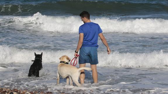 Un joven, en la playa junto con sus dos perros. 