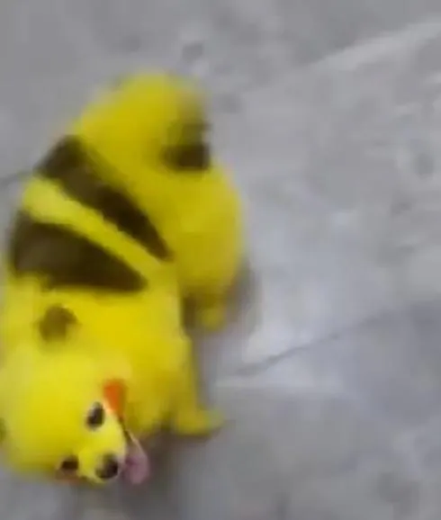 El vídeo de este perro teñido como Pikachu no está despertando muchas simpatías. 