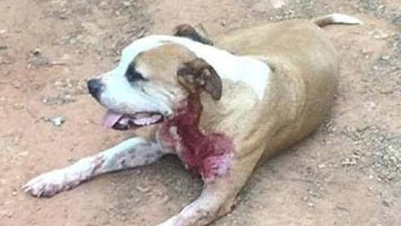 Apuñalan a un perro callejero que trataba de salvar a una mujer a la que atacaban