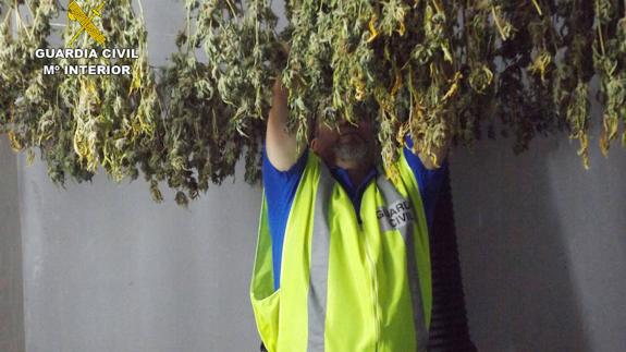 Música clásica para una plantación de 'maría'