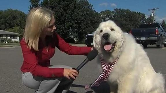 Un perro, elegido alcalde de un pueblo norteamericano por tercera vez