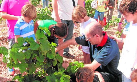 Niños recogiendo uvas en la 'Vendimia abierta'. 